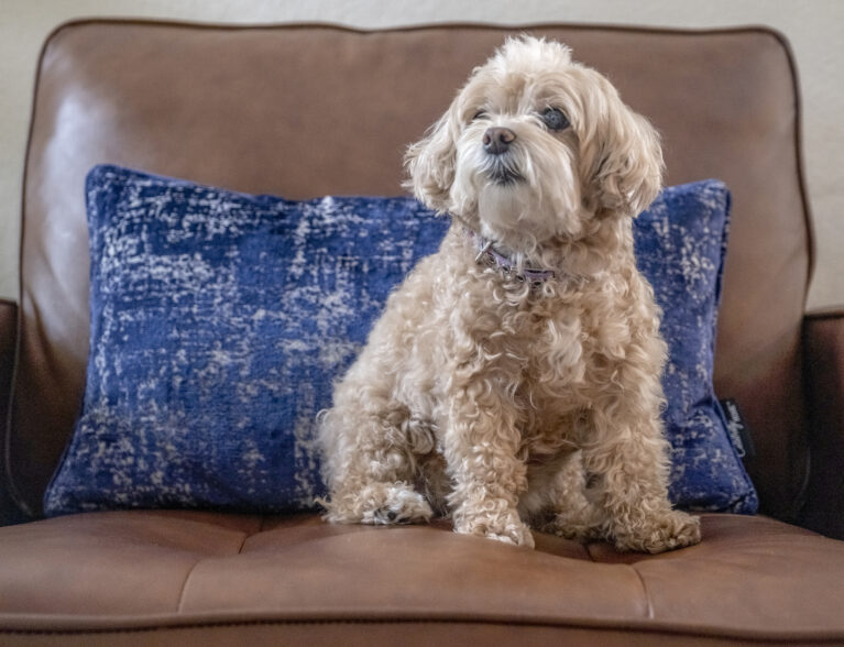 Bonz meets Sophie, a sweet and sophisticated Maltipoo