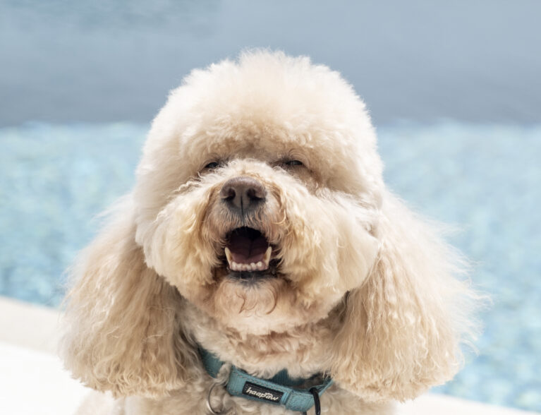 For a little Nugget, this Cockapoo has loads of charisma