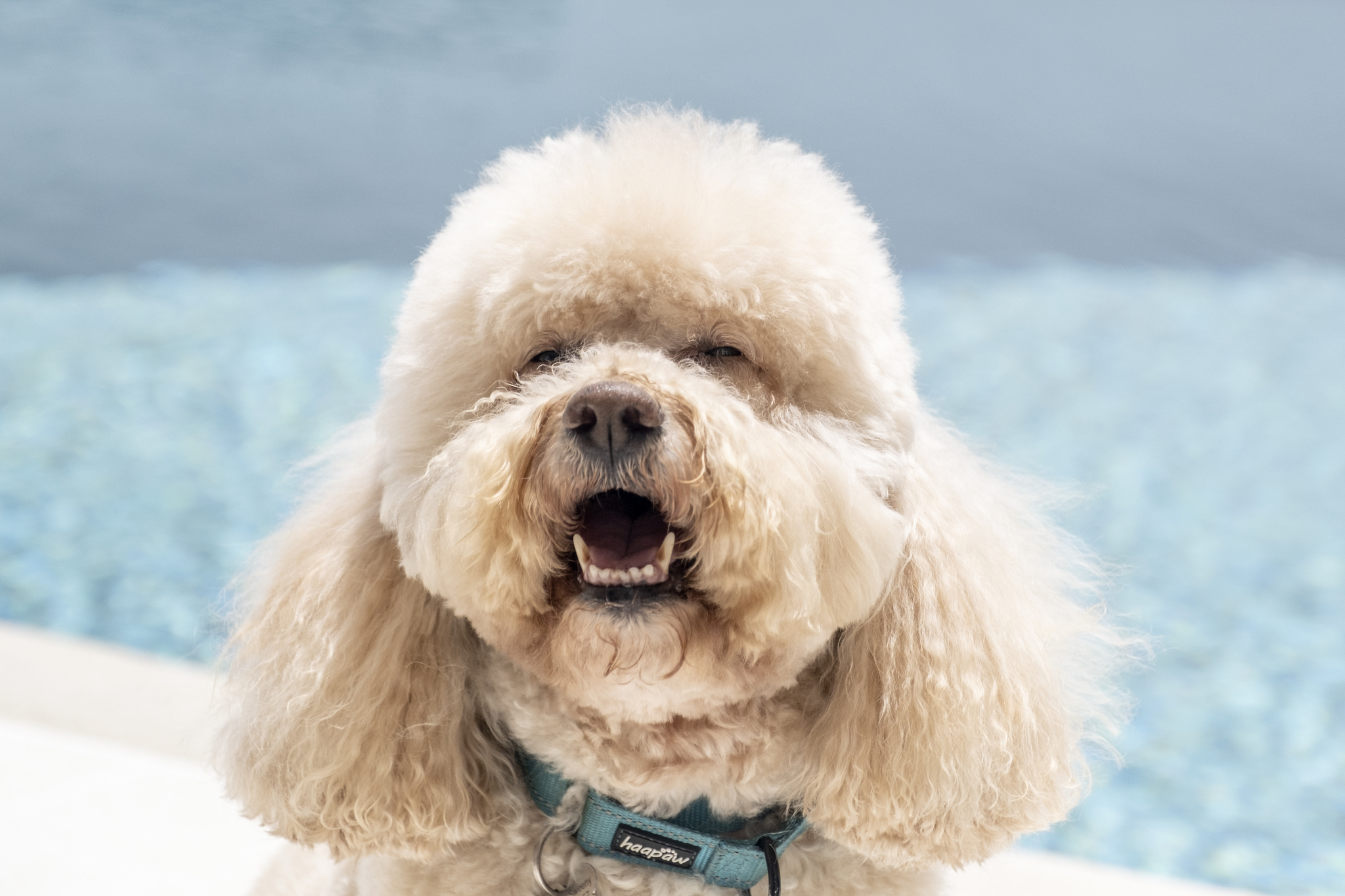 For a little Nugget, this Cockapoo has loads of charisma - Vero News