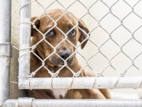 Crisis situation as shelter stops taking in animals