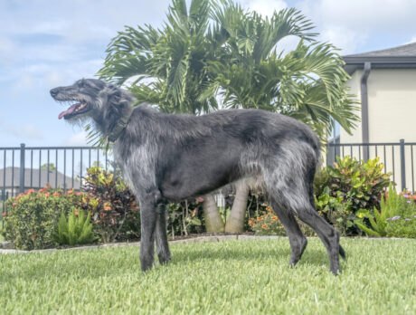 Great Scot! Derby the Deerhound is one colossal canine