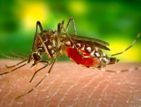Unusual malaria alert issued, but little to fear here