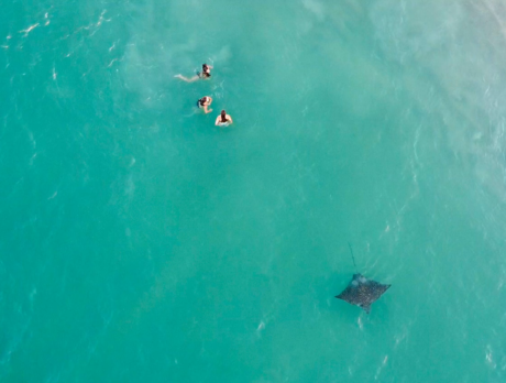 Drone video captures Spotted Eagle Rays at Sexton Plaza Beach