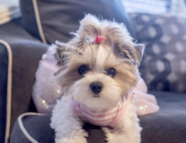 Bonz meets Chloe, a fabulous, fascinating fluffball