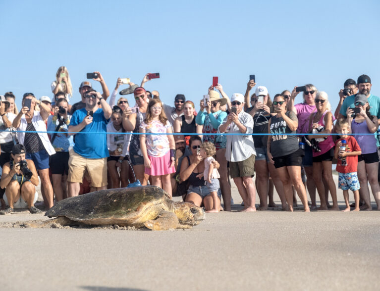 Enthusiastic ‘sea’ of approval for the little turtles that could