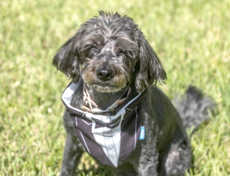 Honestly, Onyx the Labradoodle’s living his best life