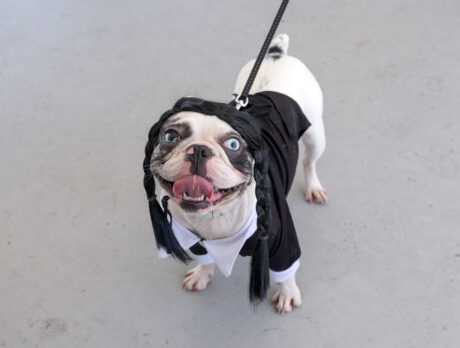 Costumed pets make for a wicked awesome H.A.L.O.-ween!