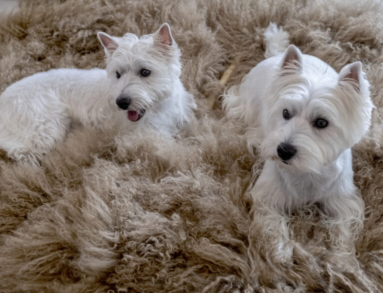 Piper and Ava: How the Westies won over Bonz!