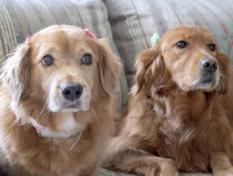 Goldens rule! Bonzo bonds with Peaches and Molly