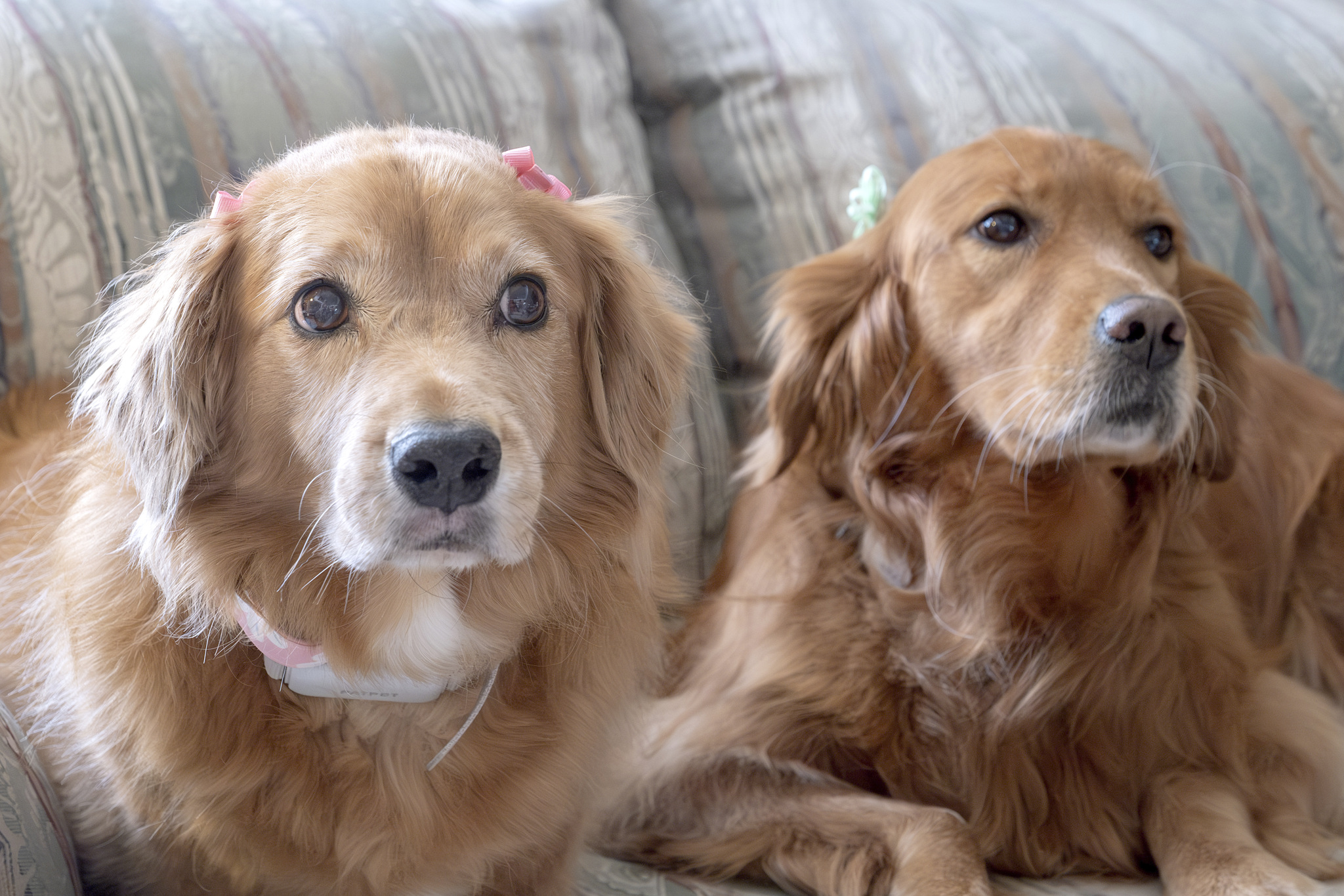 Goldens rule! Bonzo bonds with Peaches and Molly - Vero News