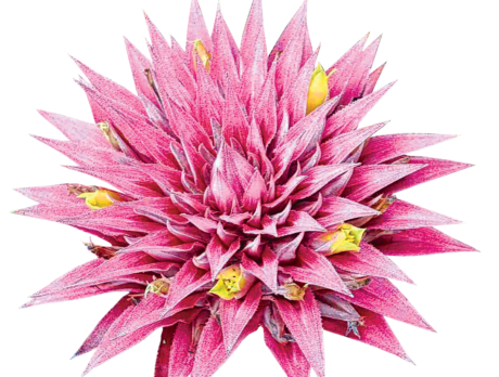 Coming Up! Bid on ‘premiere plants’ at Bromeliad Society auction