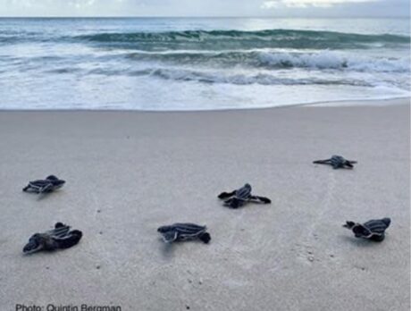 Record high set for sea turtle nesting season this year