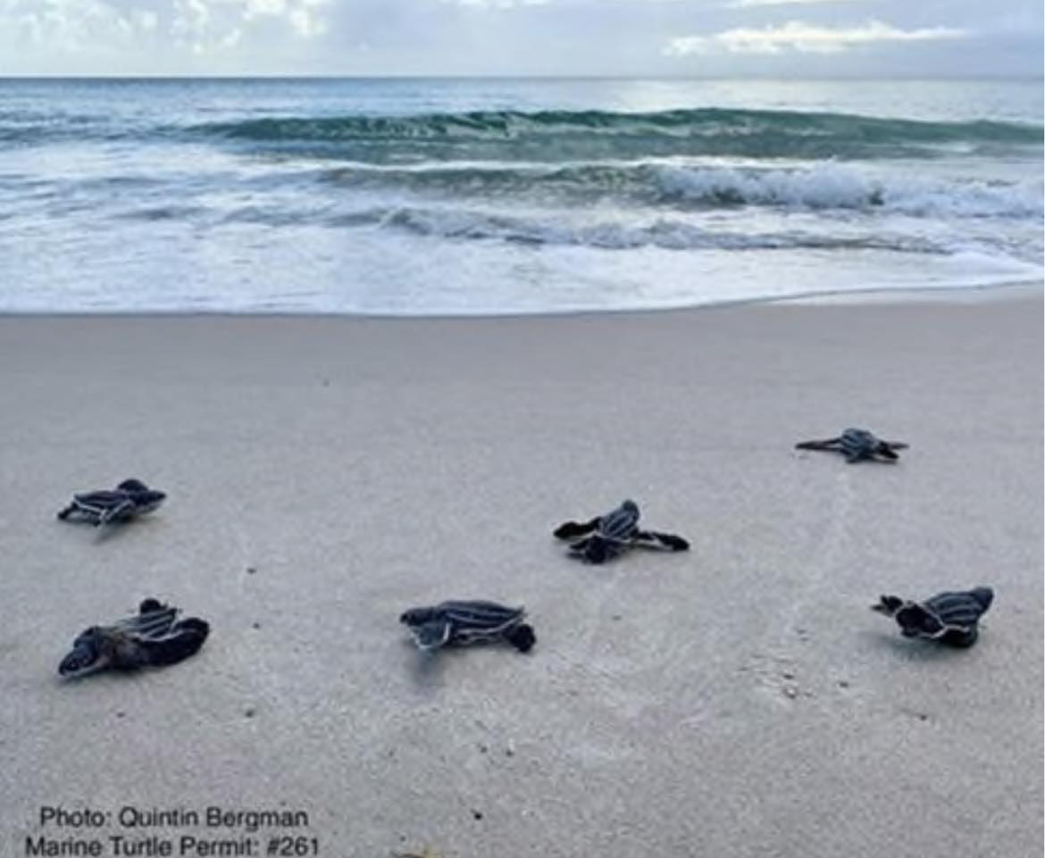 Record high set for sea turtle nesting season this year Vero News