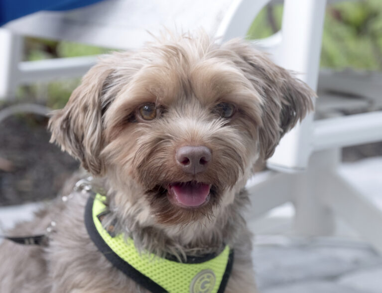 This bundle of ‘Joy’ is a super-friendly young Yorkie