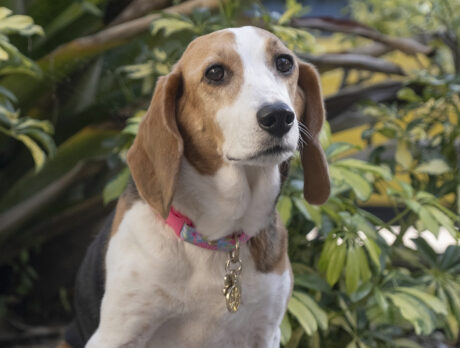 Gia whiz, is she a beautiful beagle, or what?!