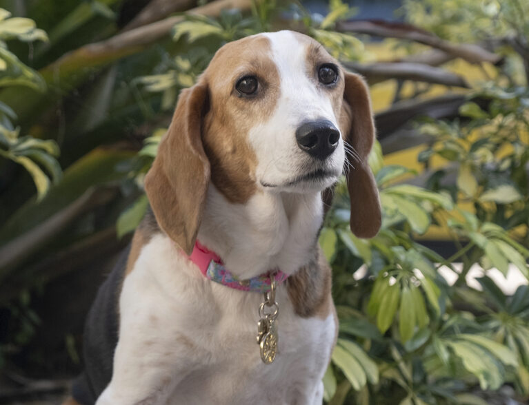 Gia whiz, is she a beautiful beagle, or what?!