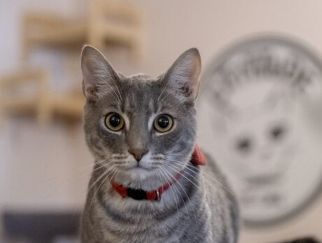 Bonz has many ‘meow’ moments at Cattitude Cat Café