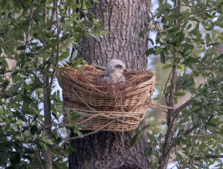 Wing and a prayer as neighbors band together, save baby hawk