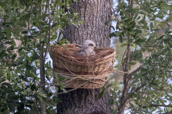 Wing and a prayer as neighbors band together, save baby hawk