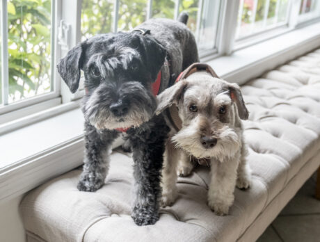 Mini-Schnauzers Karl and Lincoln love to raise the woof!