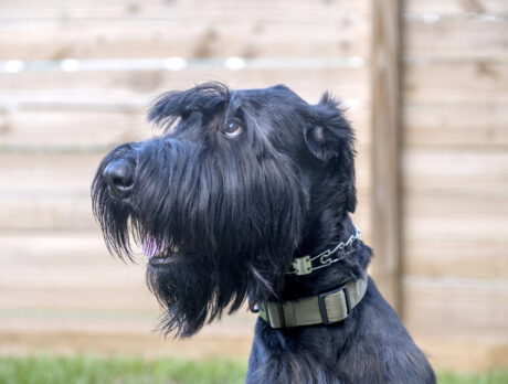 Bar none, this super Giant Schnauzer’s one of the best