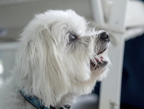 Oh Henry! Bonz meets another super-duper pooch