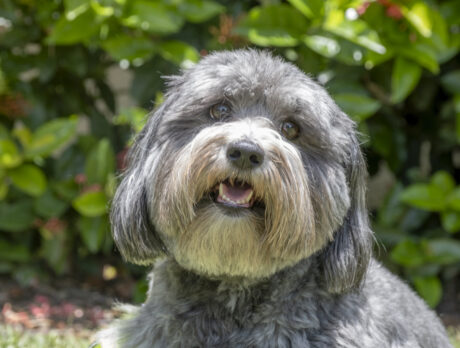 Bonz grins and happily bears it with Yogi the rescue