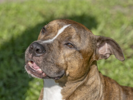 Meet Rascal the pit bull: Fun and friendly as can be!