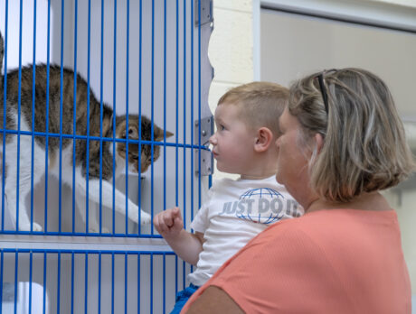 Love match for pets/forever families at ‘Clear the Shelter’