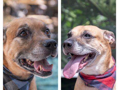 Rescues Bentley and Latte (somehow) get along great!