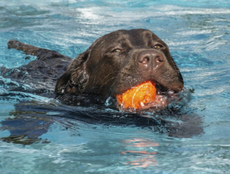 Eager-beaver retrievers make a splash with Bonzo