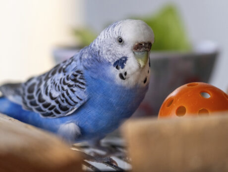 Bonz can’t stop chirping about Pickelana the Parakeet