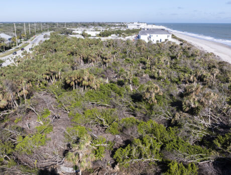 Who exactly is supposed to clear this A1A tornado debris?