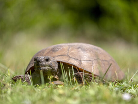 Developer may have to shell out $2M to relocate gopher tortoises