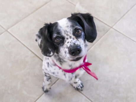 A rose is a rose … but Rosie’s really special!