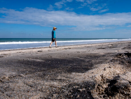 Oil, tar soil island beaches for first time in years