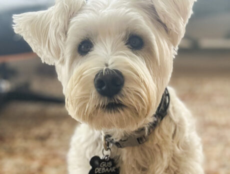 Bonz makes a fuss over Gus, a super-cool Schnauzer