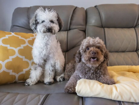 Millie & Kambrie make for a great Toy (Poodle) Story