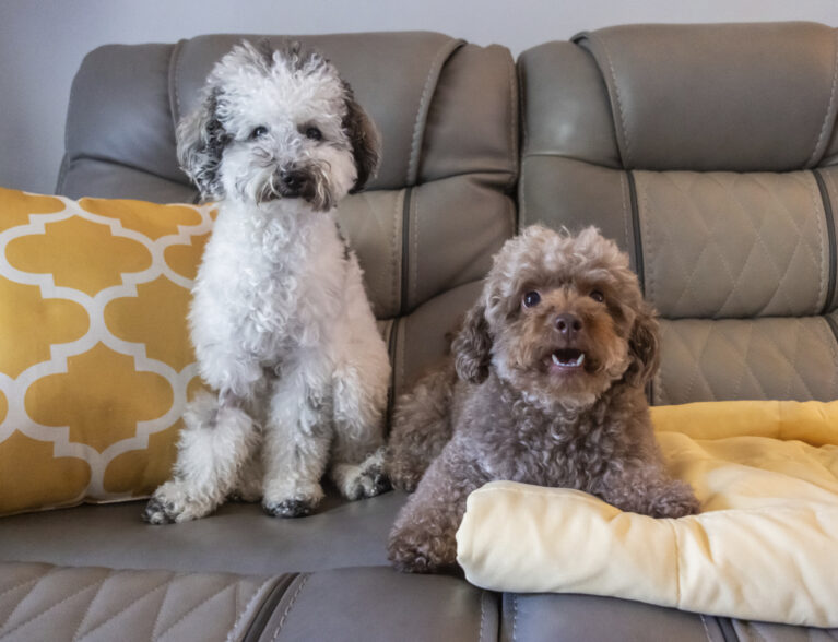 Millie & Kambrie make for a great Toy (Poodle) Story