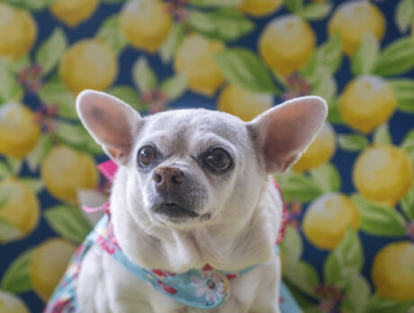 Bar none, Bella is one of coolest Chihuahuas of all