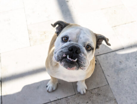 English Bulldog Grace is full of fun and adorableness