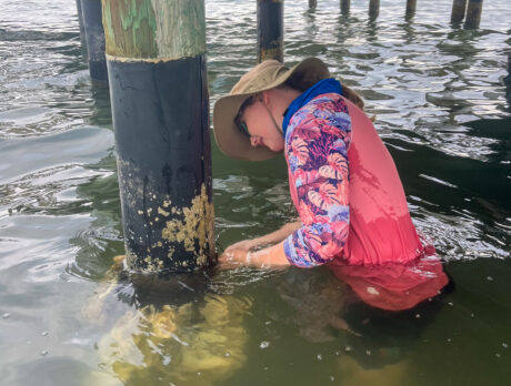 County ready to turn your dock’s pilings into a living reef