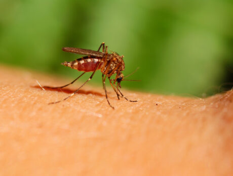 Weird weather boon for swarming mosquitos