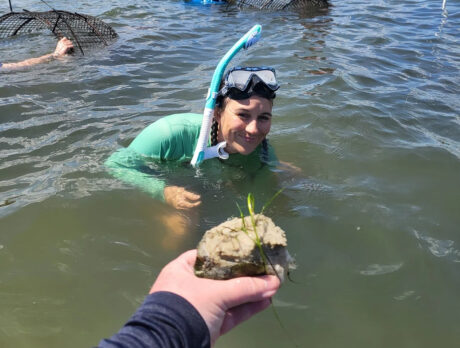 County planting seagrass beds in push to replenish lagoon vegetation