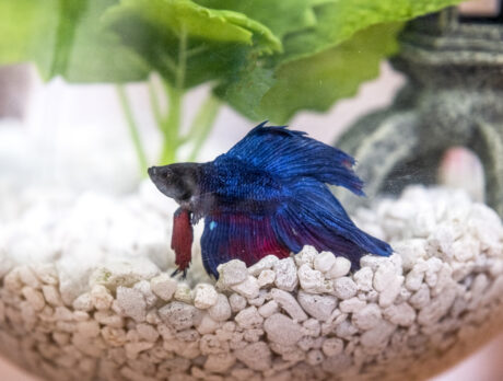 Bowled-over Bonz’s first fish chat goes swimmingly