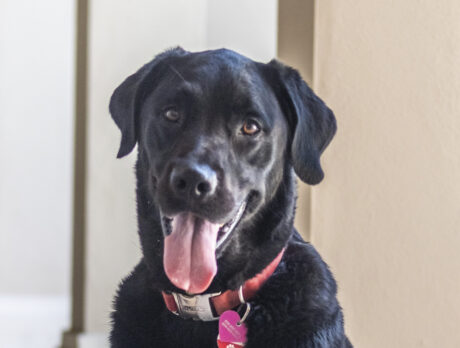 Bonz has a special salute for his Black Lab pal Patriot