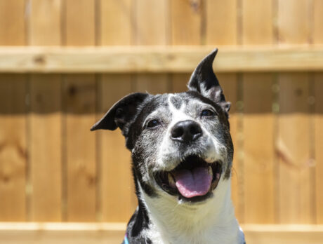 Bravo, Charlie! It’s all fun, fun, fun with this rescue