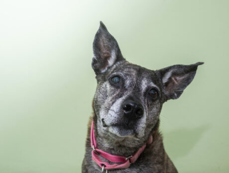 ‘Glory’ be! This Huskie mix is about as sweet as they come