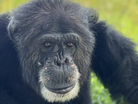 ‘Save the Chimps’ needs fundraising champs to further mission