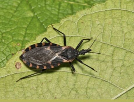 Chagas: Is this parasitic disease a problem here?